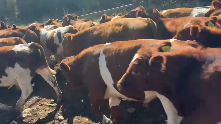 Lote 60 Ternero en San Clemente, VII  Región Maule