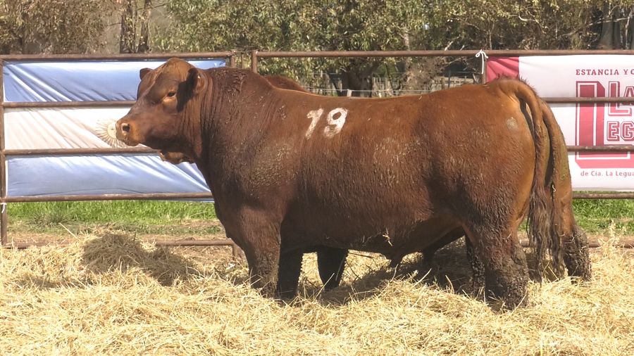 Lote TOROS ANGUS COLORADOS PC