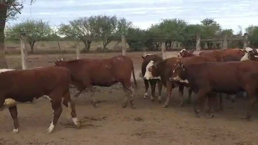 Lote 45 Vaquillonas en Vilelas, Santiago del Estero