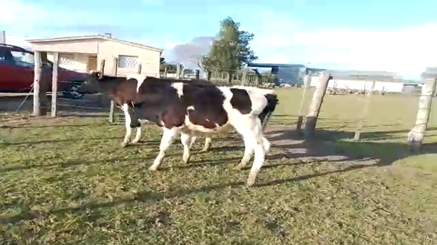 Lote 2 Terneros HOLANDO a remate en REMATE POR PANTALLA 150kg - , San José