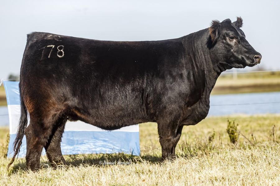 Lote Vaquillonas y Terneras La Juanita