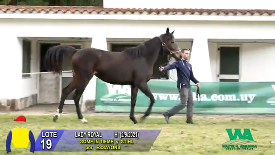 Lote LADY ROYAL