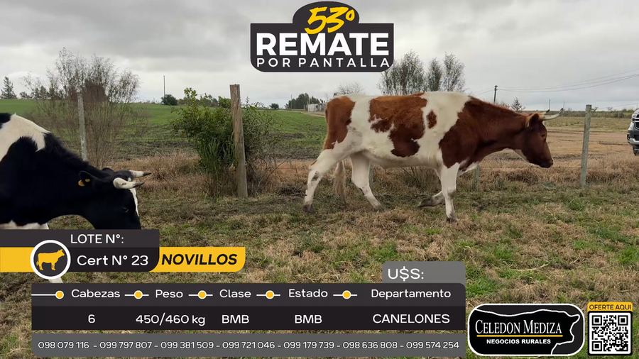 Lote 6 Novillos en Canelones, Canelones