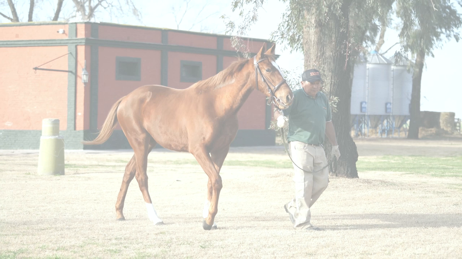 Lote CALA BONITA (CITYSCAPE - ITALIA BONITA)