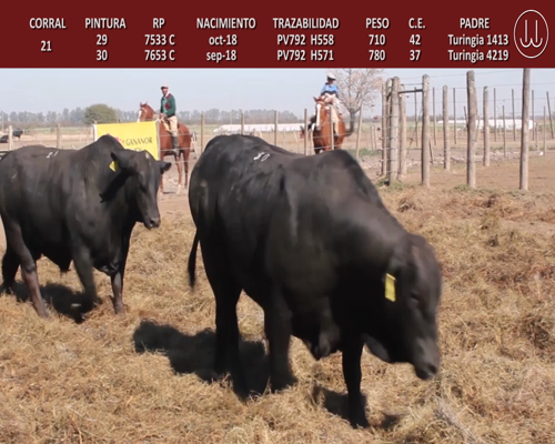 Lote TOROS BRANGUS DE CABAÑA LA TURINGIA