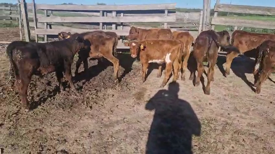 Lote 8 Terneros a remate en Pantalla Camy, San José