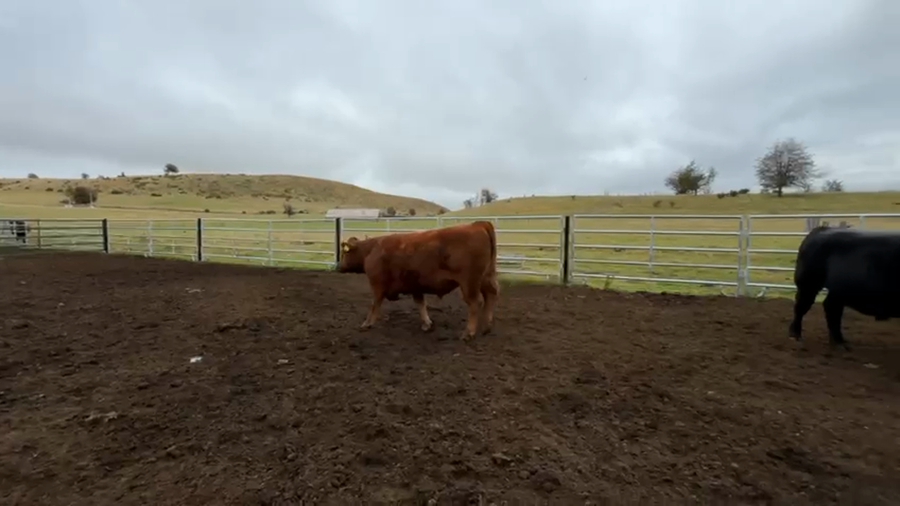 Lote 40 Novillo Engorda en Coyhaique, XI Región Aysén