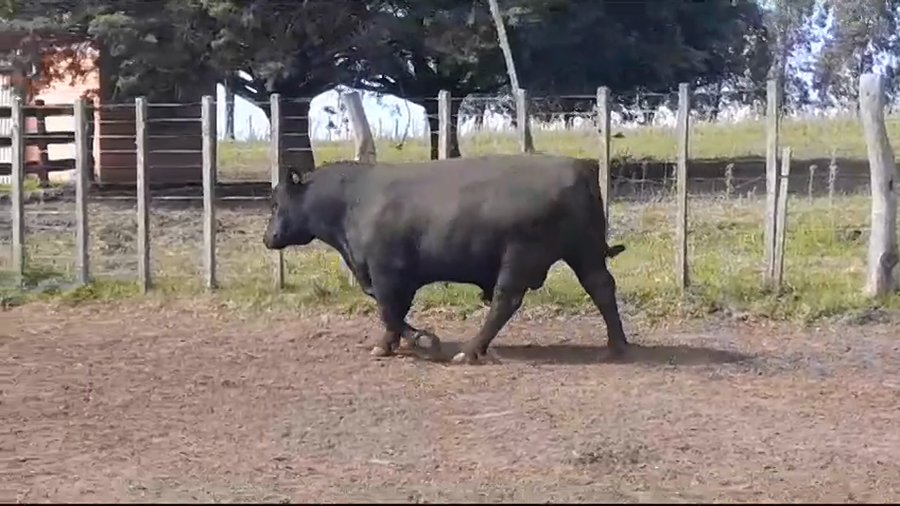 Lote TORO PI - RP 305