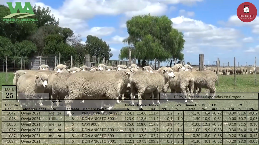 Lote 41 Ovejas