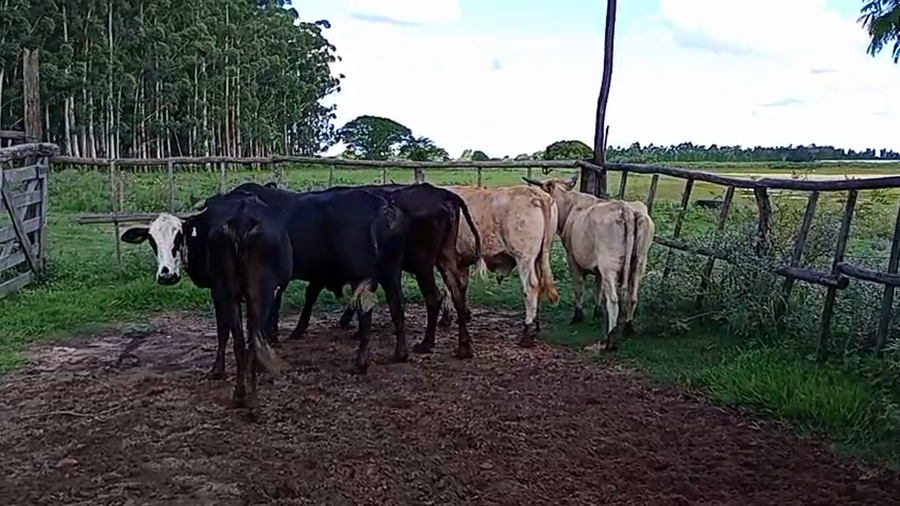 Lote 6 Vacas de invernar