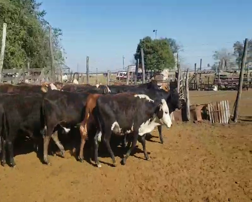 Lote 90 Terneros en Empedrado, Corrientes