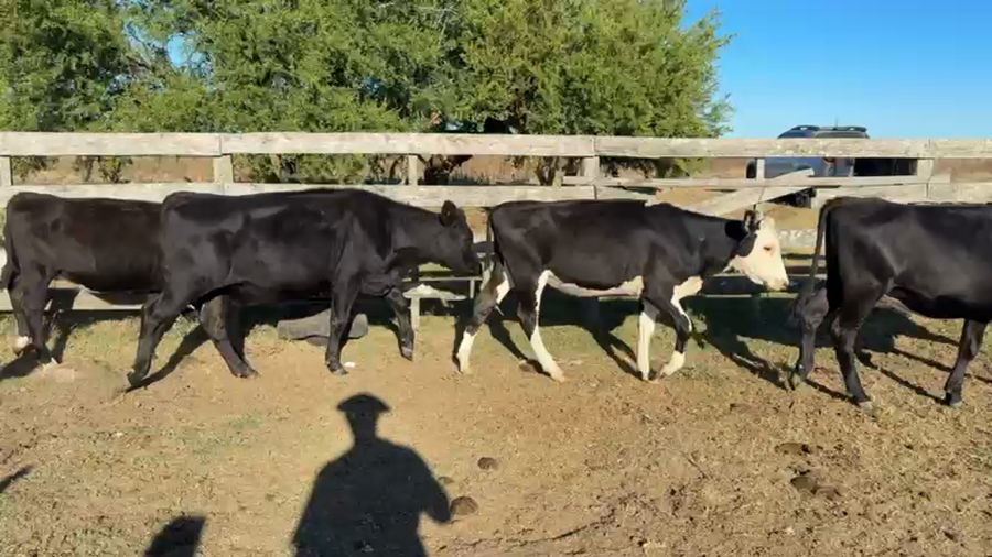 Lote TERNERAS