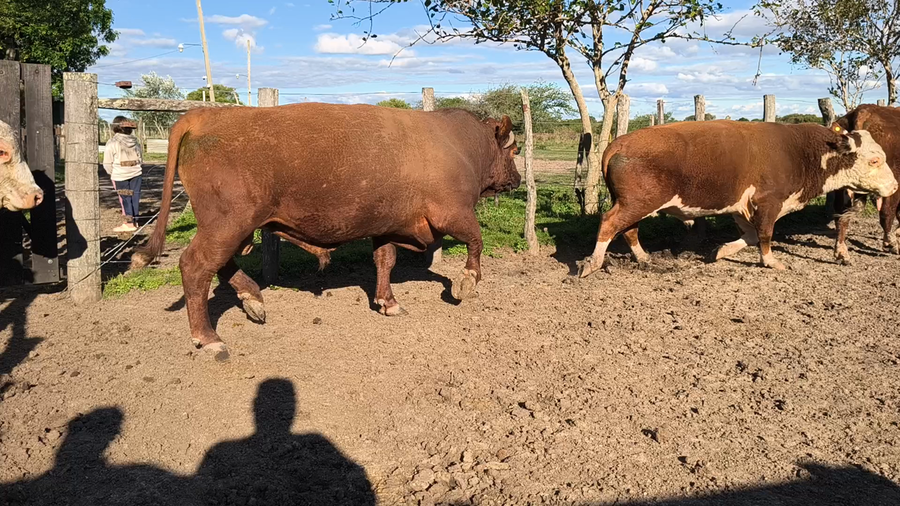 Lote 5 Faena