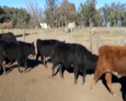 Lote 110 Terneros en Gral. Lamadrid, Buenos Aires