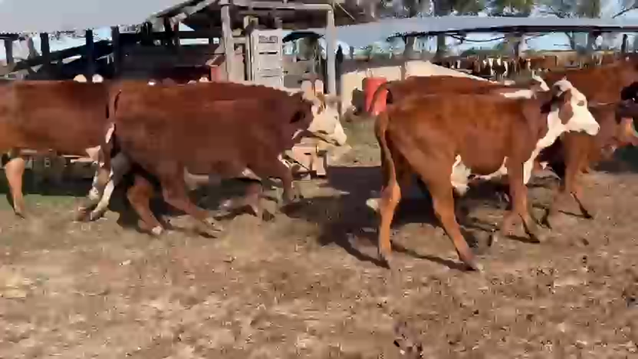 Lote 58 Novillos