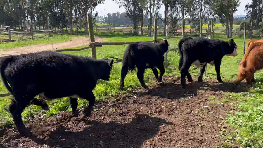 Lote 44 Ternero en Algarrobo, V  Región Valparaíso