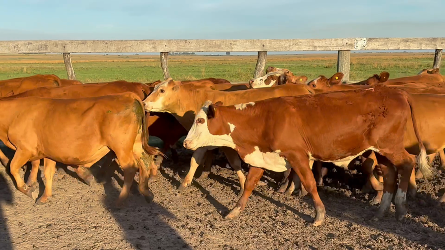 Lote 50 Novillitos en Corrientes, Mercedes