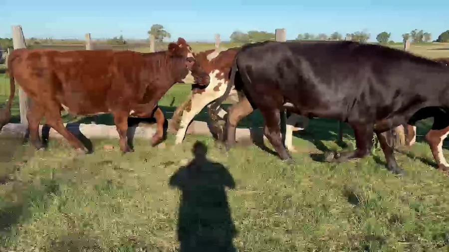 Lote VACAS DE INVERNADA