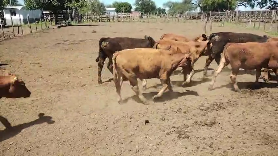 Lote 48 Terneros en Entre Ríos, La Paz