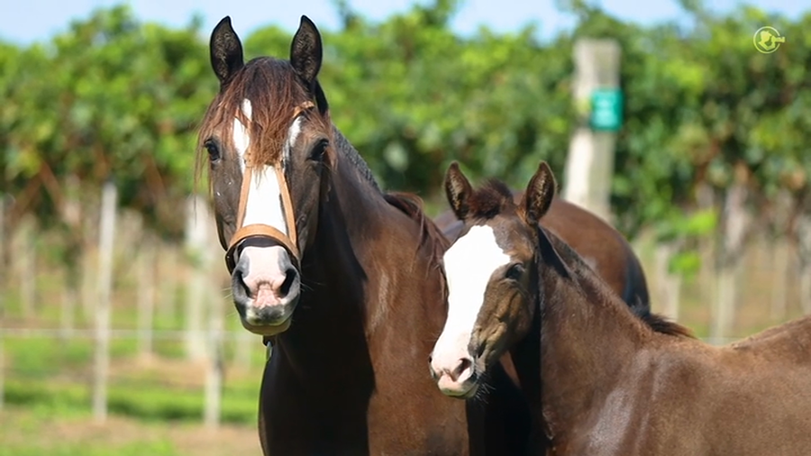 Lote El Cerro Antorcha - Cabaña Tacuari