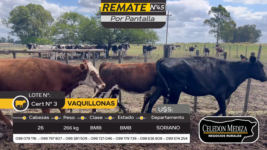 Lote 26 Vaquillonas  en Cuchilla del Perdido, Soriano