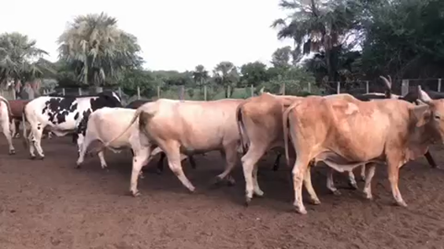 Lote 43 Vacas nuevas Preñadas en Pto. Eva Perón, Chaco
