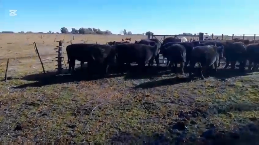 Lote 18 Terneros en Las Flores
