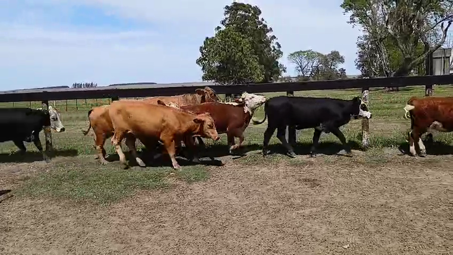 Lote 18 Vaquillonas preñadas en Corrientes, Mercedes