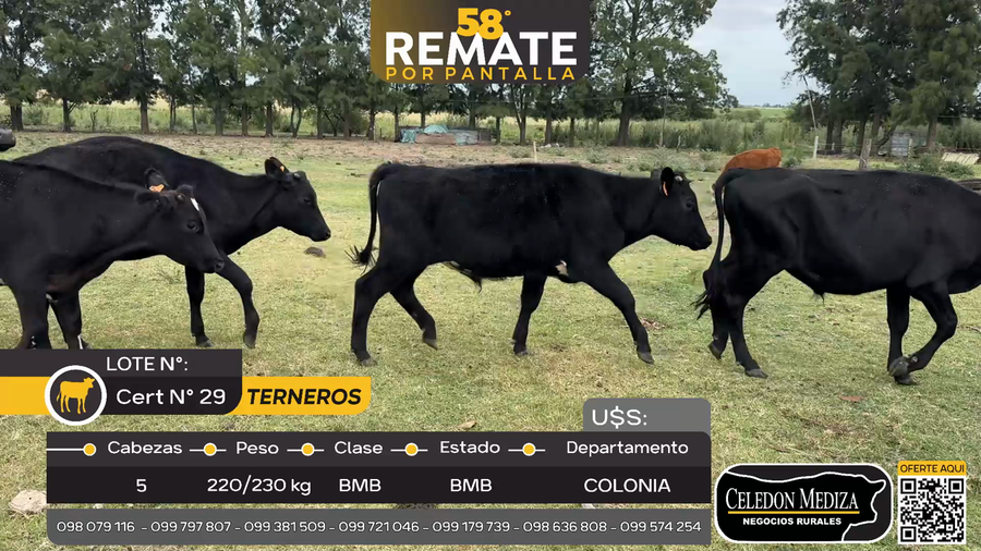 Lote 5 Terneros en Carmelo, Colonia