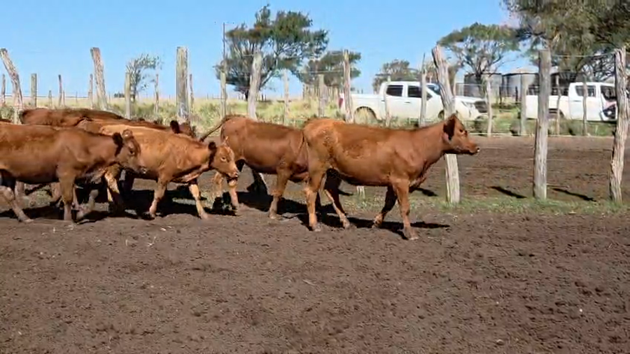 Lote 60 Terneras en Darregueira