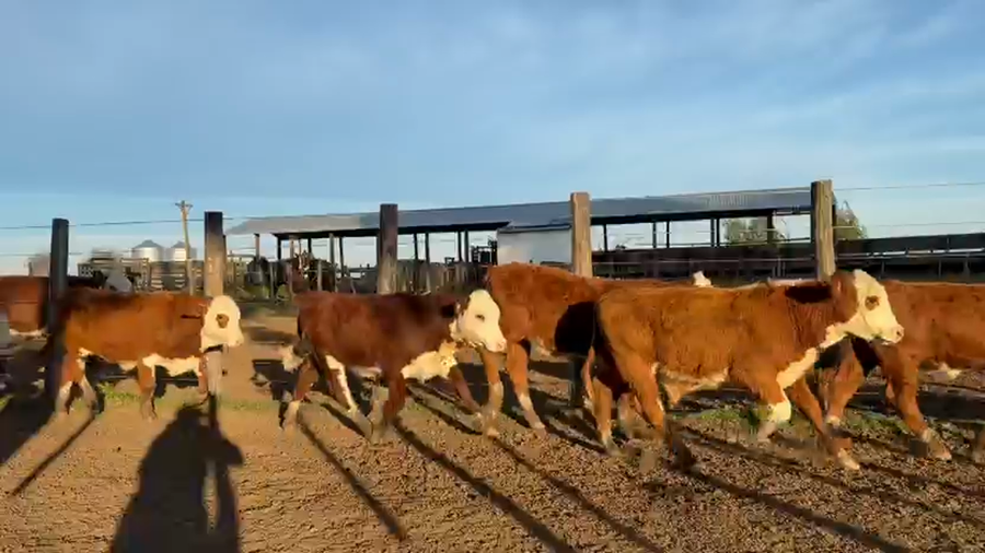 Lote 80 Terneros/as