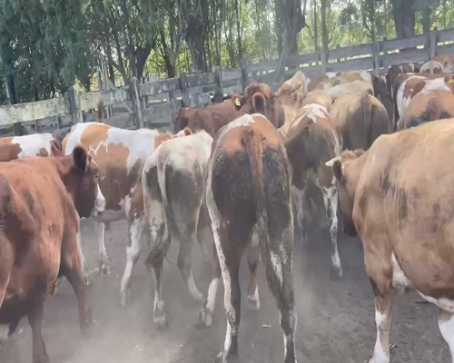 Lote 50 Novillo Engorda en Río Bueno, XIV Región Los Ríos