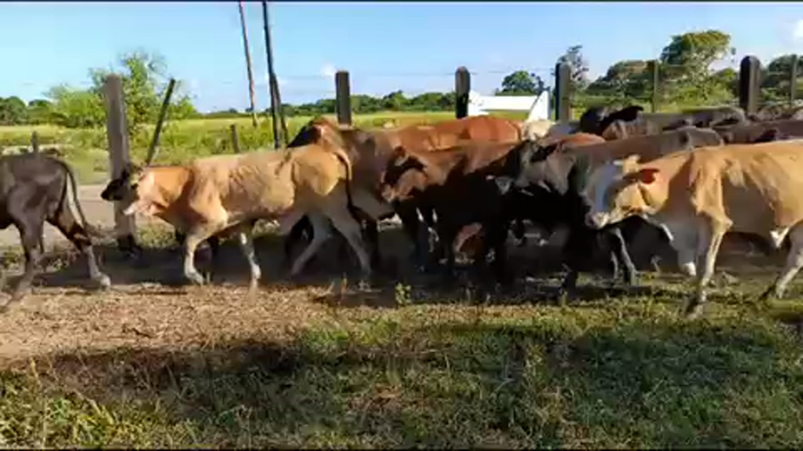 Lote 70 Terneros en Misión San Fco., Formosa