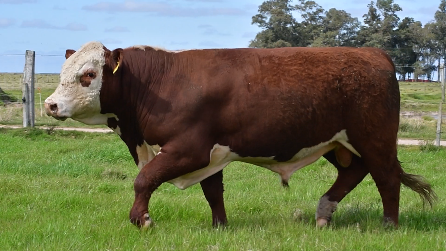 Lote Toros Hereford