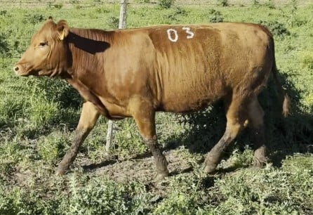 Lote Vaquillona PI RP 18