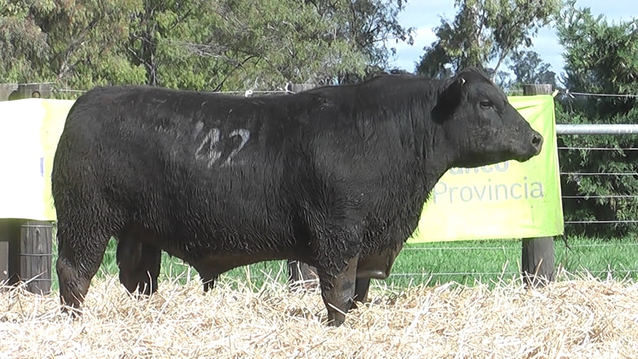 Lote TOROS ANGUS PUROS CONTROLADOS