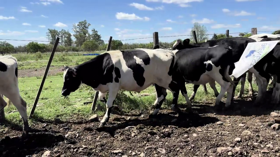 Lote TERNEROS HOLANDO