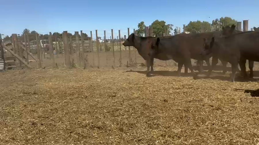 Lote 40 Vaquillonas preñadas en Tres Arroyos