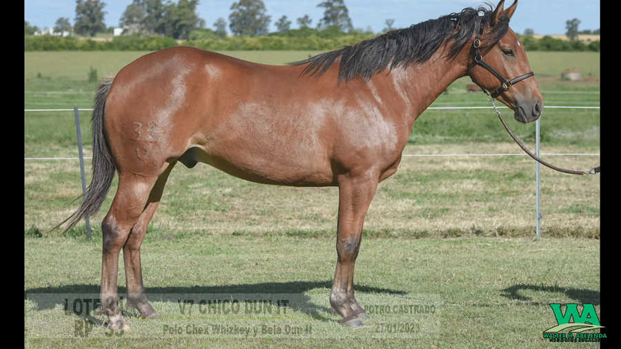 Lote V7 CHICO DUN IT