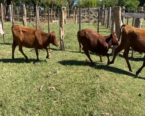 Lote 75 Terneros/as en Ituzaingó, Corrientes