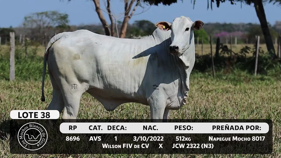 Lote LOTE 38