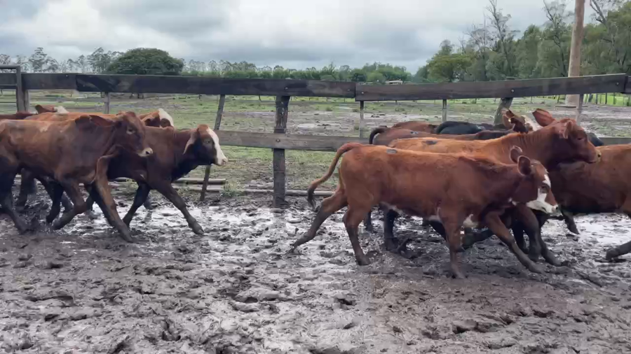 Lote 70 Terneros/as en Bella Vista, Corrientes