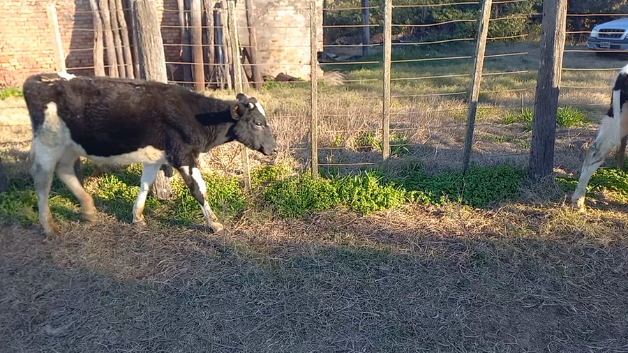 Lote 15 Novillitos Holando Argentino en Porteña, Córdoba