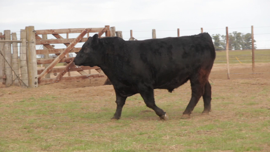 Lote TOROS PUROS DE PEDIGREE