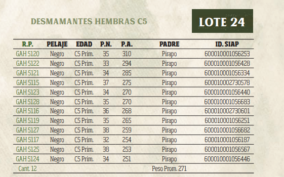 Lote LOTE 24