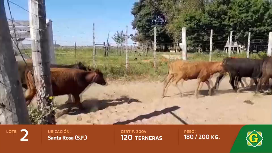 Lote Terneras en Santa Rosa (Santa Fe)