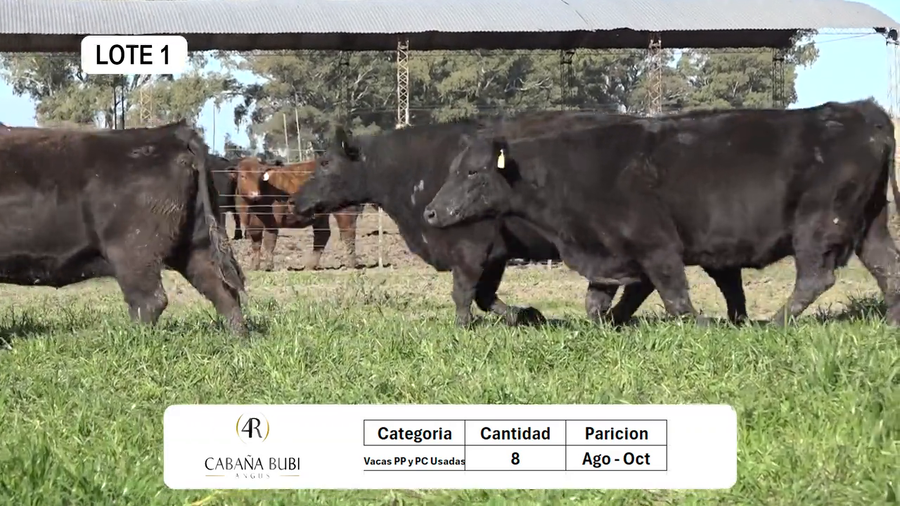 Lote Vientres Paridos MaS - Puros Controlados