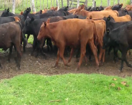 Lote 140 Terneros/as en Santa Elena, Entre Ríos