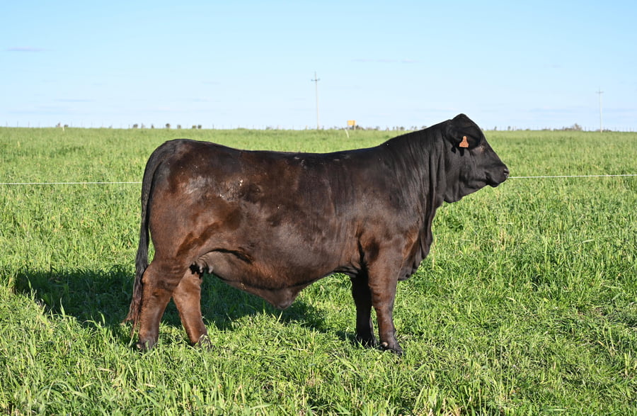 Lote DEL INFANTE 1479