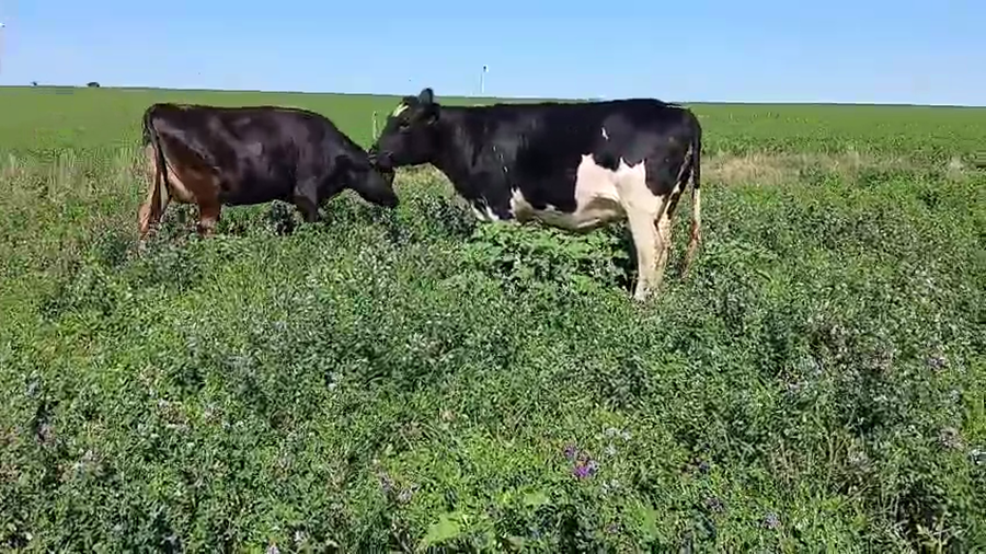 Lote 2 Vaquillonas  a remate en Pantalla Camy - Aniversario 31 Años 480kg - , San José